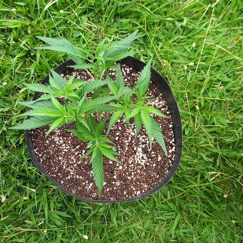 Bubblegum  #1 growlog timeline photo