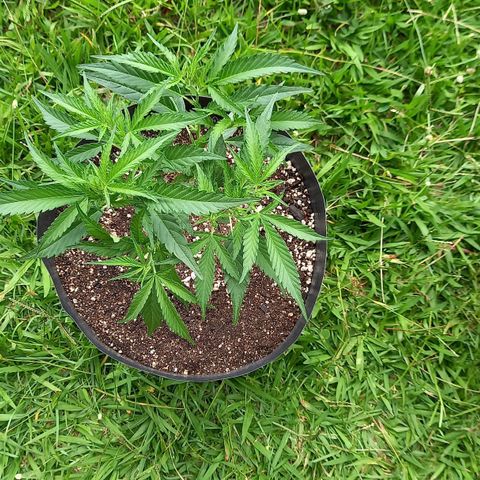 Bubblegum  #1 growlog timeline photo