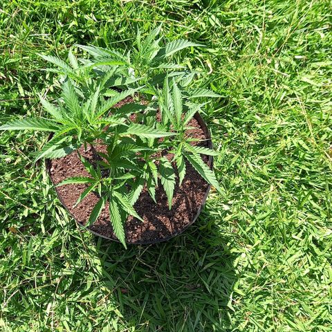 Bubblegum  #1 growlog timeline photo