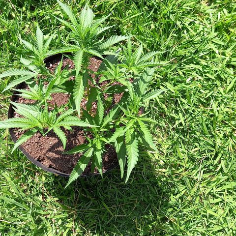 Bubblegum  #1 growlog timeline photo