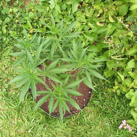 Bubblegum  #1 growlog timeline photo