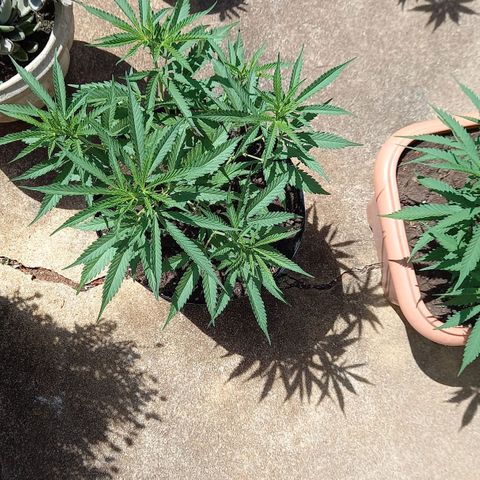 Bubblegum  #1 growlog timeline photo