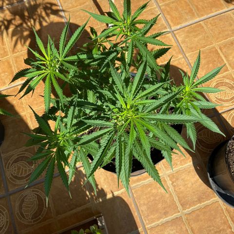 Bubblegum  #1 growlog timeline photo