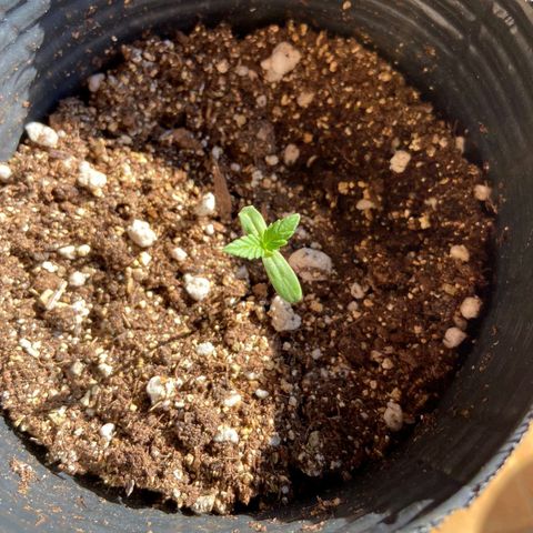 Afghani Gold  growlog timeline photo