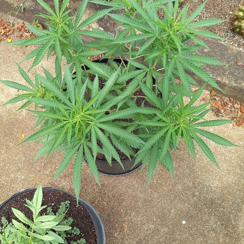 Bubblegum  #1 growlog timeline photo