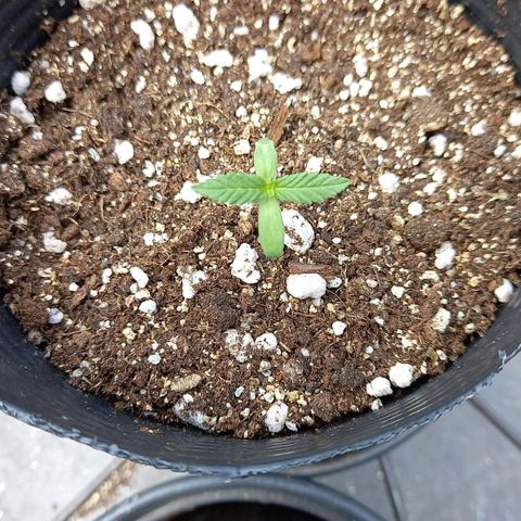 Afghani Gold  growlog timeline photo
