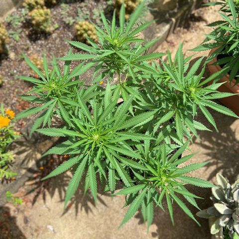 Bubblegum  #1 growlog timeline photo