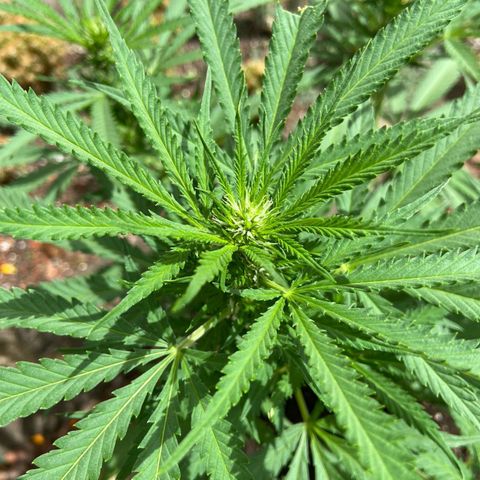 Bubblegum  #1 growlog timeline photo