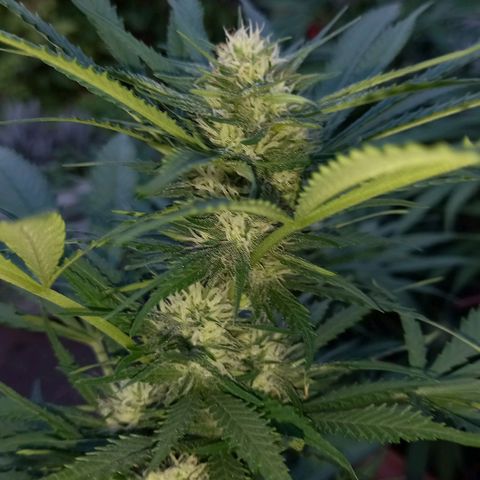 Bubblegum  #1 growlog timeline photo