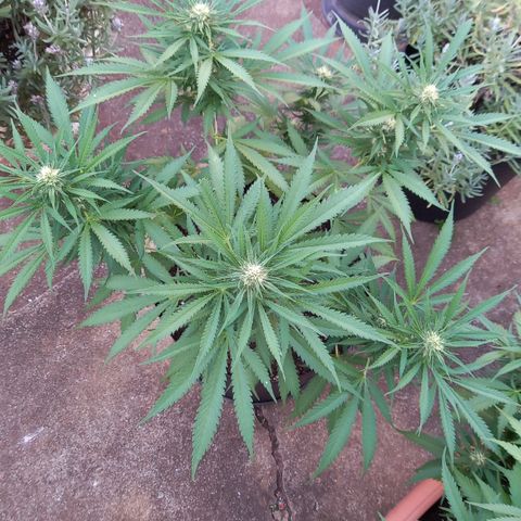 Bubblegum  #1 growlog timeline photo