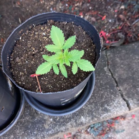 Afghani Gold  growlog timeline photo