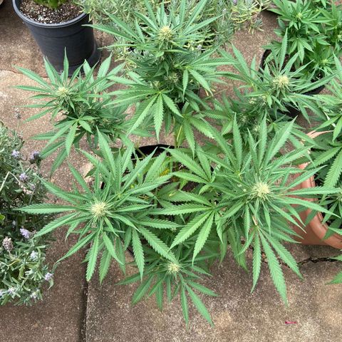 Bubblegum  #1 growlog timeline photo