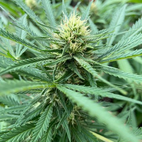 Bubblegum  #1 growlog timeline photo