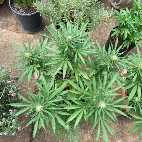 Bubblegum  #1 growlog timeline photo