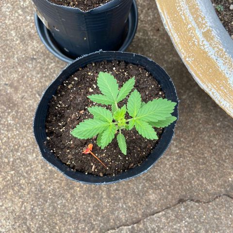 Afghani Gold  growlog timeline photo