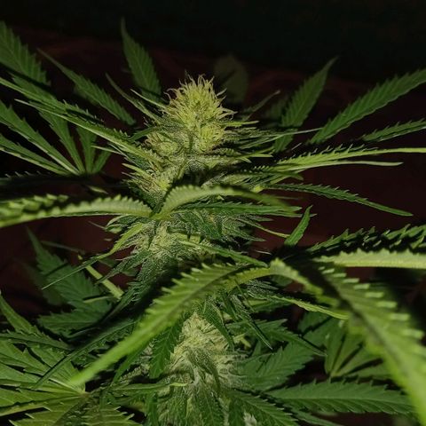 Bubblegum  #1 growlog timeline photo