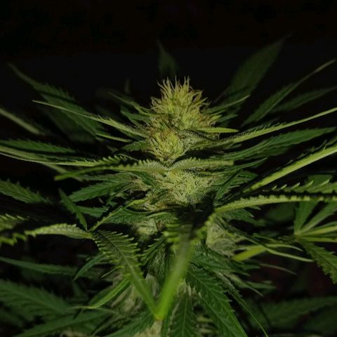 Bubblegum  #1 growlog timeline photo