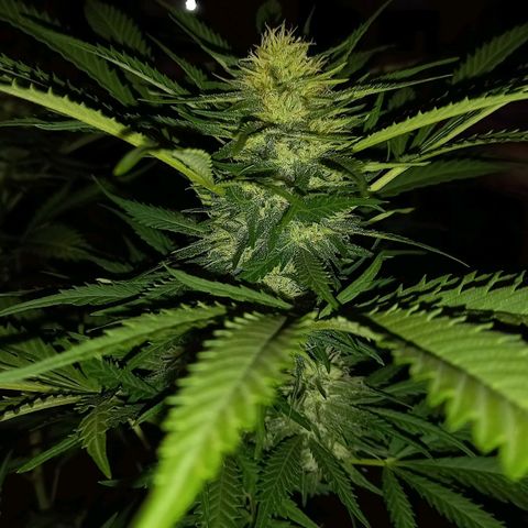 Bubblegum  #1 growlog timeline photo