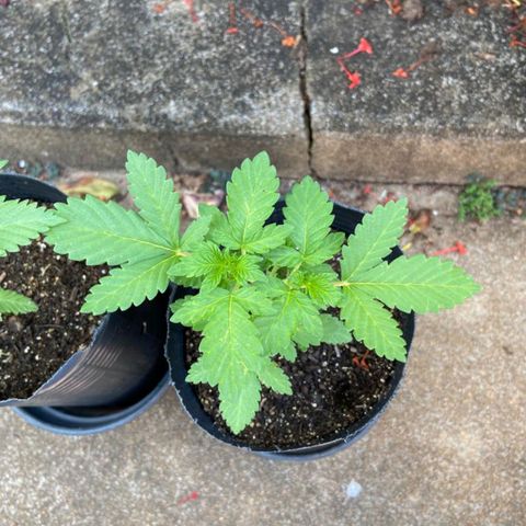 Afghani Gold  growlog timeline photo