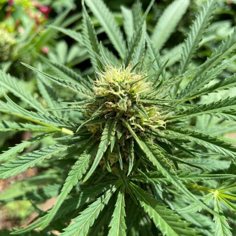 Bubblegum  #1 growlog timeline photo