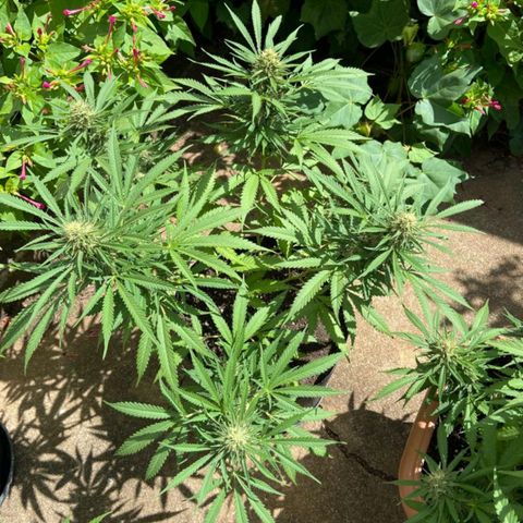 Bubblegum  #1 growlog timeline photo