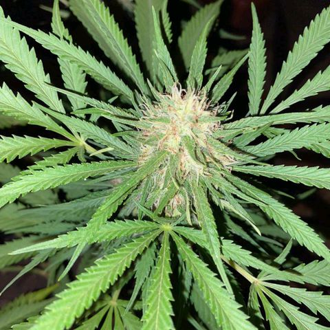 Bubblegum  #1 growlog timeline photo