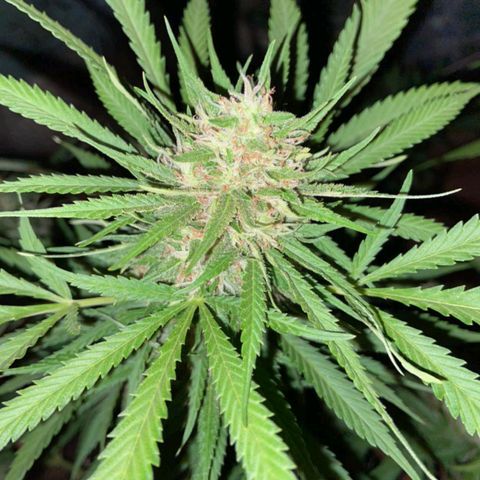 Bubblegum  #1 growlog timeline photo