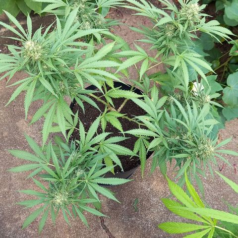 Bubblegum  #1 growlog timeline photo