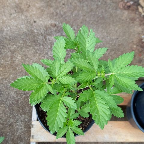 Afghani Gold  growlog timeline photo