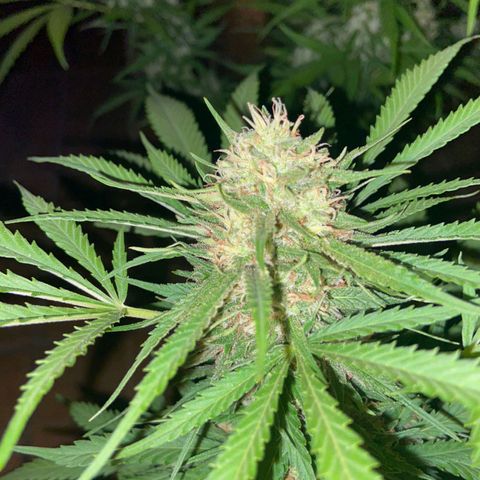 Bubblegum  #1 growlog timeline photo