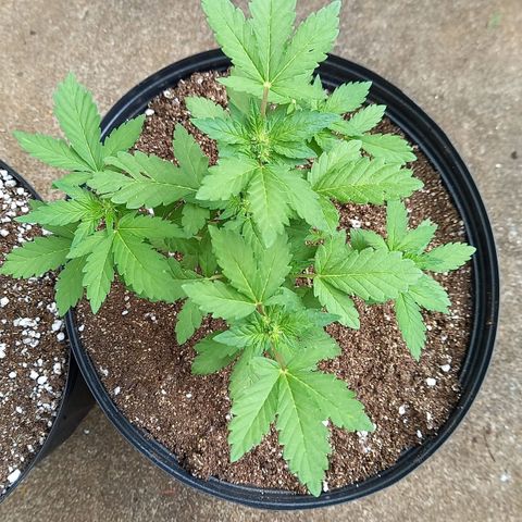 Afghani Gold  growlog timeline photo
