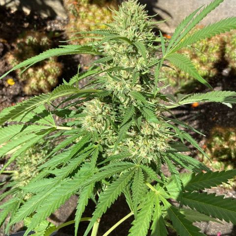 Bubblegum  #1 growlog timeline photo
