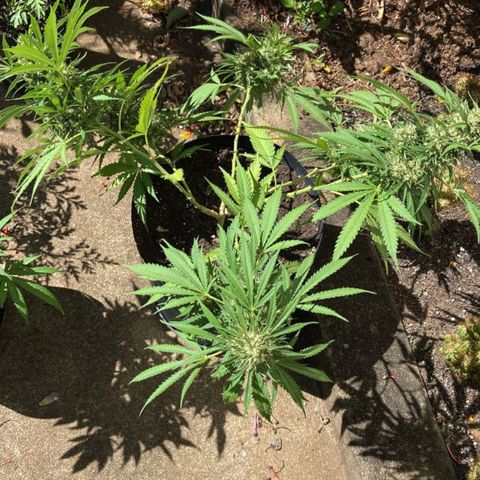 Bubblegum  #1 growlog timeline photo