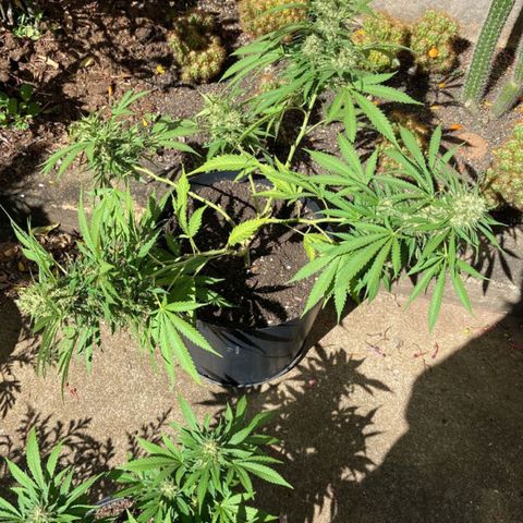 Bubblegum  #1 growlog timeline photo