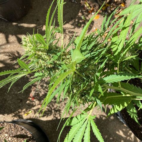 Bubblegum  #1 growlog timeline photo