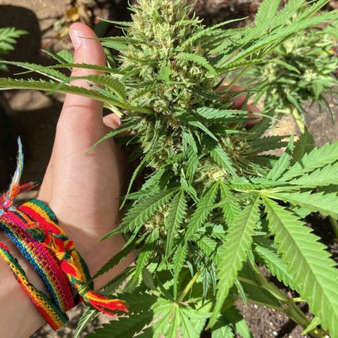 Bubblegum  #1 growlog timeline photo
