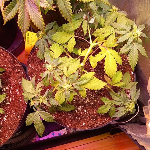 Afghani Gold  growlog timeline photo