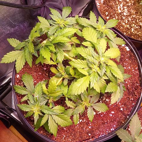Afghani Gold  growlog timeline photo