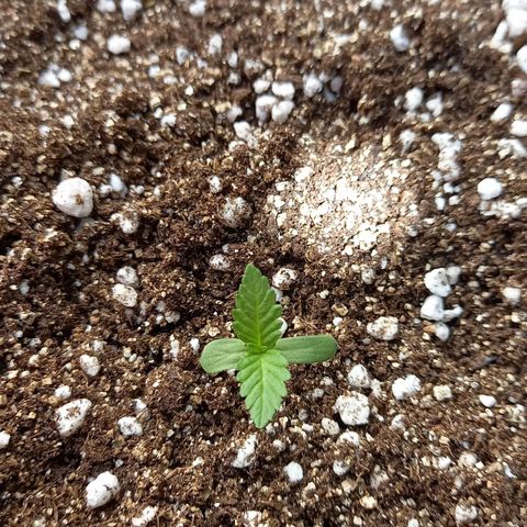 Gorilla Cookies  growlog timeline photo