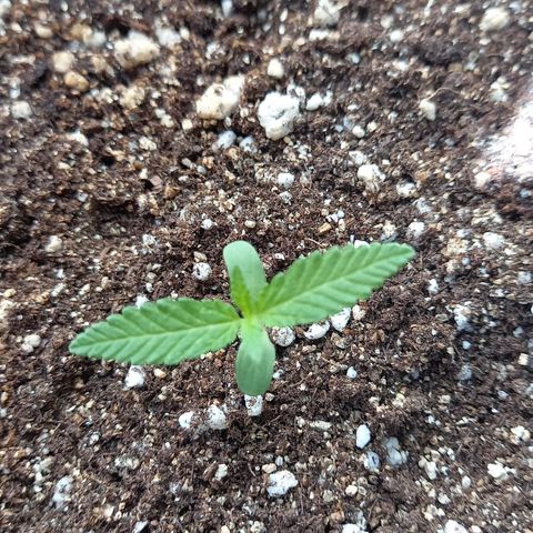 Gorilla Cookies  growlog timeline photo