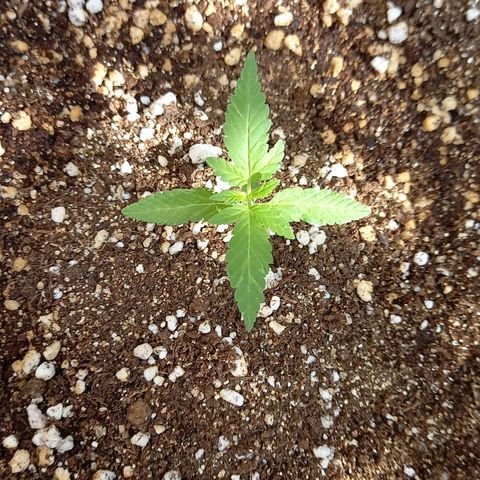 Gorilla Cookies  growlog timeline photo