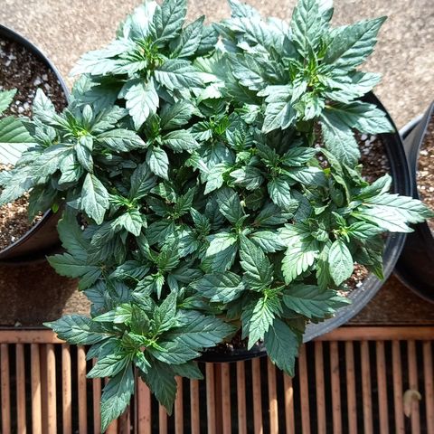 Afghani Gold  growlog timeline photo