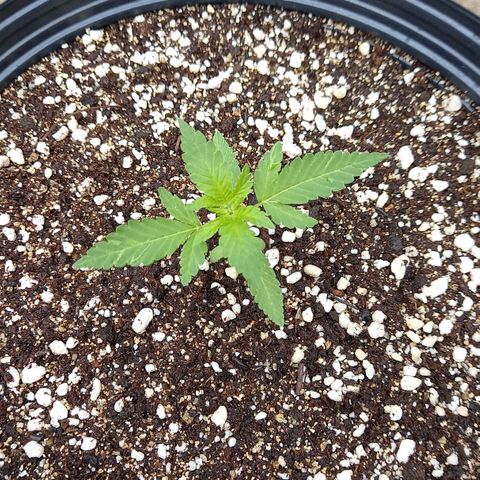 Gorilla Cookies  growlog timeline photo