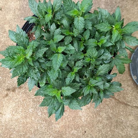 Afghani Gold  growlog timeline photo