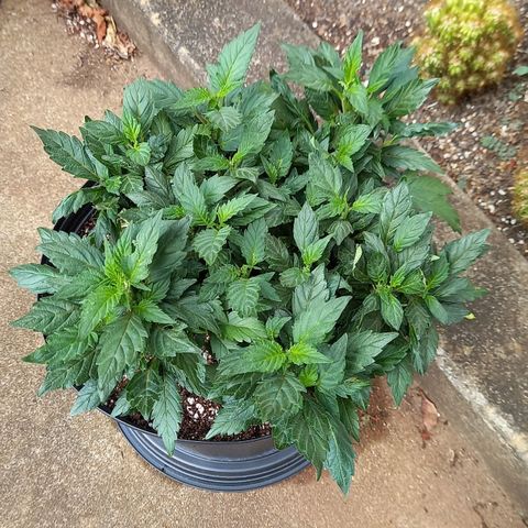 Afghani Gold  growlog timeline photo