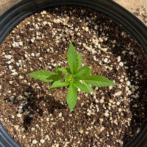 Gorilla Cookies  growlog timeline photo