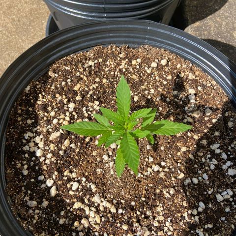 Gorilla Cookies  growlog timeline photo
