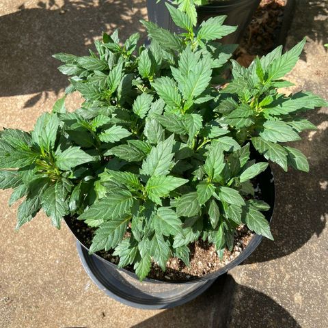 Afghani Gold  growlog timeline photo