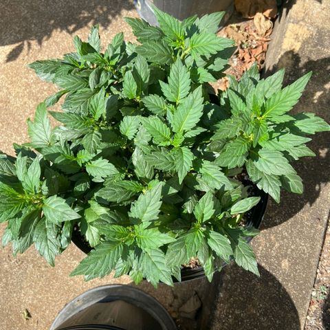 Afghani Gold  growlog timeline photo