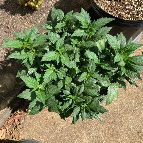 Afghani Gold  growlog timeline photo